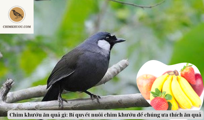 Chim khướu ăn quả gì: Bí quyết nuôi chim khướu để chúng ưa thích ăn quả