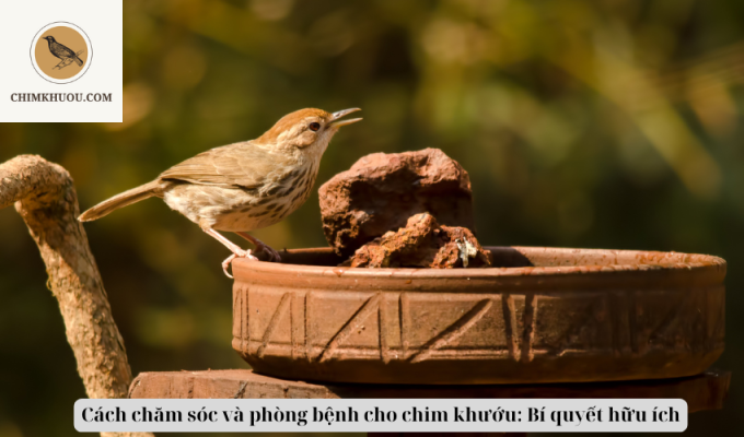 Cách chăm sóc và phòng bệnh cho chim khướu: Bí quyết hữu ích