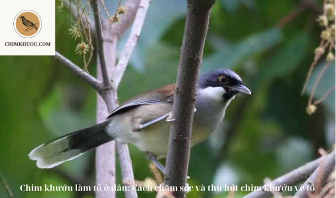 Chim khướu làm tổ ở đâu: Cách chăm sóc và thu hút chim khướu về tổ