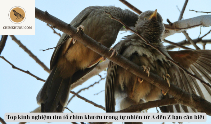 Top kinh nghiệm tìm tổ chim khướu trong tự nhiên từ A đến Z bạn cần biết