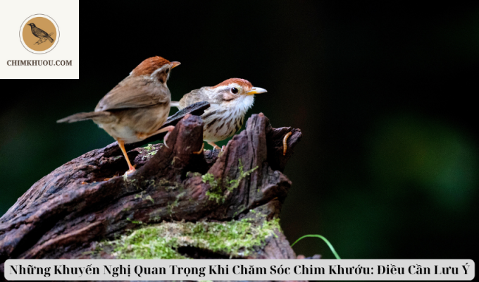 Những Khuyến Nghị Quan Trọng Khi Chăm Sóc Chim Khướu: Điều Cần Lưu Ý