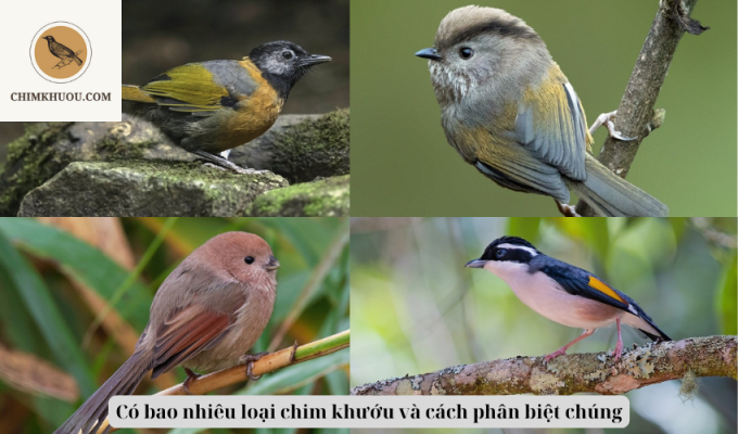 Có bao nhiêu loại chim khướu và cách phân biệt chúng