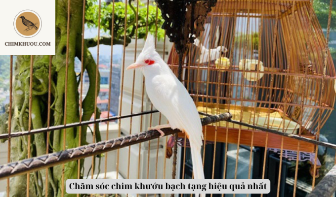 Chăm sóc chim khướu bạch tạng hiệu quả nhất