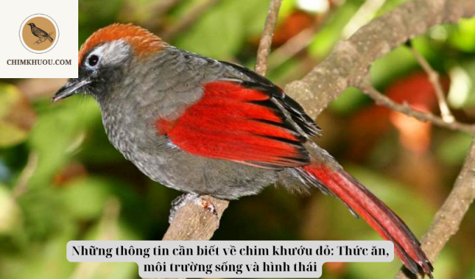 Những thông tin cần biết về chim khướu đỏ: Thức ăn, môi trường sống và hình thái