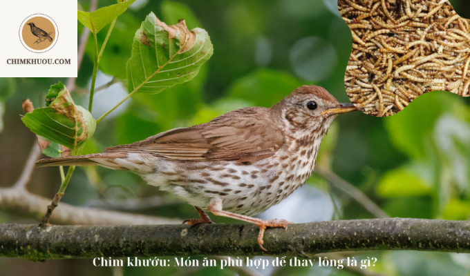 Chim khướu: Món ăn phù hợp để thay lông là gì?