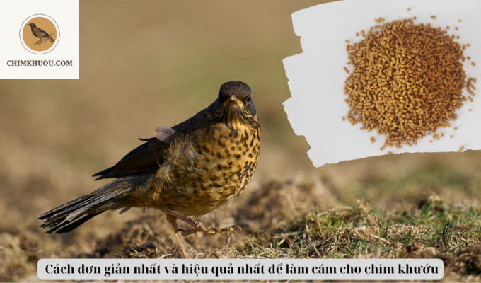 Cách đơn giản nhất và hiệu quả nhất để làm cám cho chim khướu