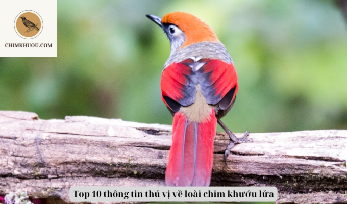 Top 10 thông tin thú vị về loài chim khướu lửa