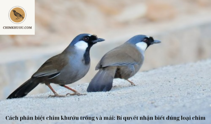 Cách phân biệt chim khướu trống và mái: Bí quyết nhận biết đúng loại chim