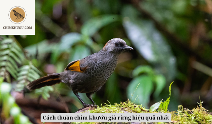 Cách thuần chim khướu già rừng hiệu quả nhất