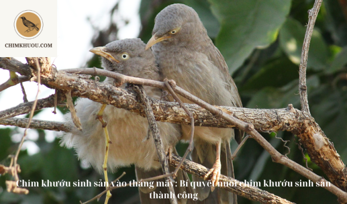 Chim khướu sinh sản vào tháng mấy: Bí quyết nuôi chim khướu sinh sản thành công