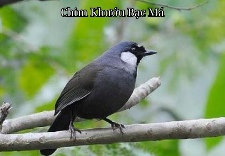 Chim Khướu Bạc Má